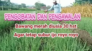 Pengobatan dan pengawalan bawang merah diusia 30 hst agar tetep subur ijo royo royo