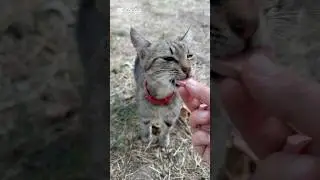 Help the stray animals❤️&zwj;🩹#cat #street #food #live #love #butiful #sad