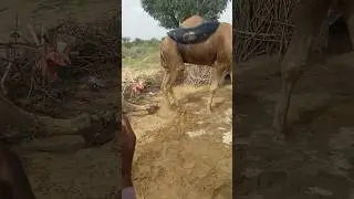 البعض يظن أن ما على ظهر الجمل ثعبان، لكنه في الحقيقة أنبوب جلدي مملوء بالماء