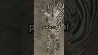 The Powerful Kick Of A Zebra! #zebra #wildlife #shorts