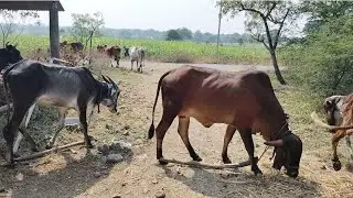 सीता वासरासाठी लवकर घरी आली. थोड्या दिवसात हरभरा परिपक्व होईल 18 January 2026