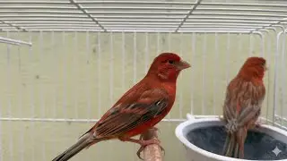 Abrindo as vendas | Primeira venda de canários de 2026 🐥🐥