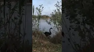 Shorts #wildlife #dubai #birds #alqudralake #malayalam #shortvideo #shortsviral #uaemalayali #shorts