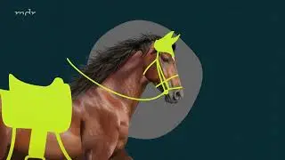 ARD/MDR deckt Tierleid auf – Zwischen Lieben und Quälen | Nicht länger wegsehen #veterinary
