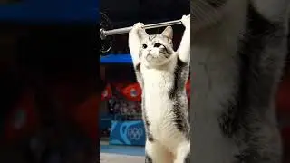 #weightlifting #catweightlifting #lifting #cat #gymlover #aivideoediting #aigenerated #aiviral #1m