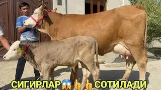 СИРОЖИДИН ДАН 3 БОШЛИ  СИММЕНТАЛ СУТДОР ТИГДОР КУЧАТЛАР СОТИЛАДИ SOTILADIGON SIGR 22 сентября 2024