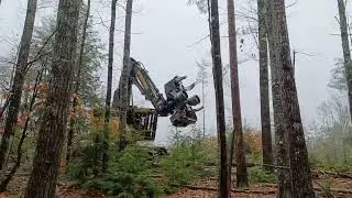 Tigercat X822D with Rolly head - timber harvest