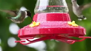 Wild Bird Center's Hummingbird Feeders