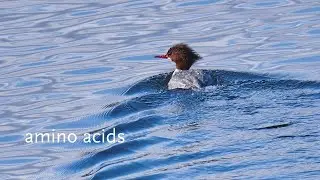 02 amino acid molecules