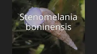Stenomelania boninensis