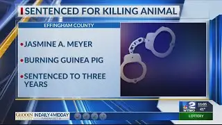 IL woman sentenced to 3 years after burning guinea pig