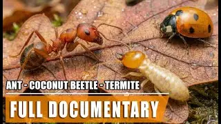 Wood War: Termite, Ant, Coconut Beetle | Wildlife BBC Documentary | Full Episode