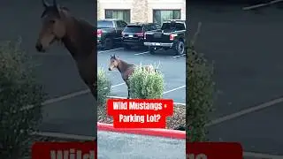 Mustangs & Parking Lots - Only in the Grand Canyon #mustangs #grandcanyon #wildlife