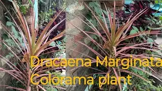 Beautiful Dracaena Marginata Colorama plant My home garden ।। Dragon tree popular house plant