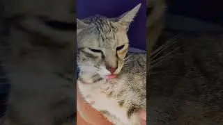 Signs your cat trusts u #viral #shorts #cat #trust #sign #shortsfeed #viralvideo #shortvideo #coco