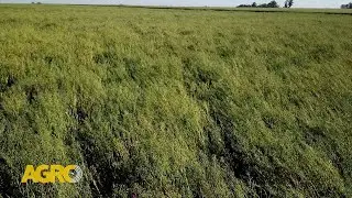 Camelina: Cultivo de servicio energético con rentabilidad (#1149 2025-08-16)