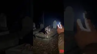 dog possessed prank! part.88 #glume #viral #dog #prank #caine #funny #possessed #dogshorts #devil