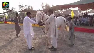 Mehnga ll Haideri Prince ll All Punjab Horse Dance ll Merik Sultan Shorkot 2021 22