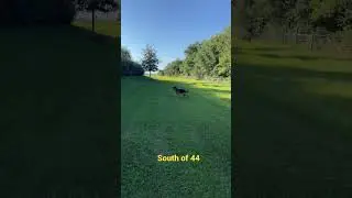Secret off leash dog park in The Villages!