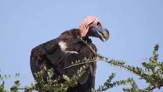Ultimate Safari Guide of Unedited Raw Footage Continues with Lappet Faced Vulture on a Tree