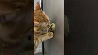 Cats Go Crazy for These Catnip Toys! #cat #catlovers