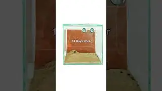 🐜Lasius niger sind flei&szlig;ig! 🐜🛠️