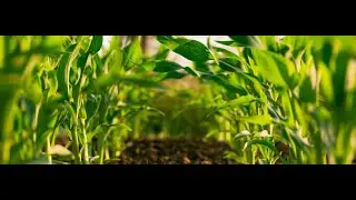 Lunch Hour Lecture - More land or higher yields?