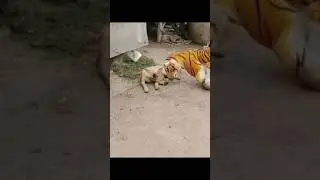 Dogs pranks by fake tiger #shorts