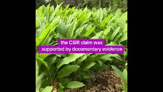 Case study of Curcuma