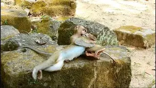 Very Brave orphan Monkey Lucky heaving Play with Amber's Kids Very Closely, Funny Monkey.