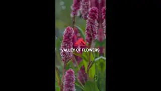 Can you guess these flowers from the valley? | Trek The Himalayas