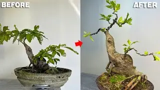 Pruning and shaping old ''Barringtonia acutangula'' plants
