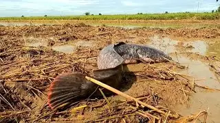 Best hand fishing  ! Catching fish in the rice fields near the boat, getting lots of fish