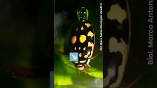 Hablando de Thermonectus marmoratus #escarabajos #thermonectus #insectoacuatico #biologo #fyp #short