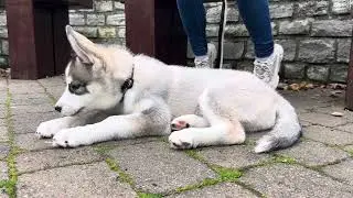 Alpha Siberian Husky