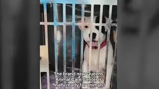 New Queens animal shelter helps residents find new furry friend
