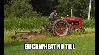 Buckwheat no till