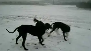 Borzoi TOY - playing with great dane