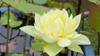 Rain Drops (Renuka Vimal) is live hi friends 💛