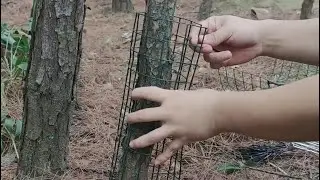 Essential Tips for Installing Tree Fences to Protect Your Garden