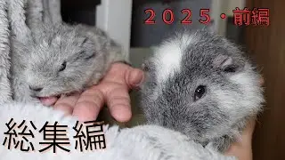2025年 モルモット総集編 癒し系 animals