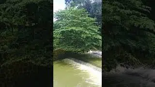 Relaxing Stream Sounds for Mind & Soul #relxing #shorts