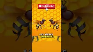 🤮C&oacute;mo fabrican miel las abejas🐝🍯