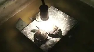 UVA UVB Light For Your Turtle Bird And Other Reptiles l Light For Turtles Setup l Dsbpets