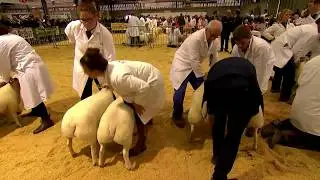 Parau pwysau'r cigydd 91-97kg | Butcher's weight pairs 91-97kg