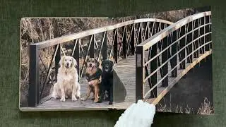 Photo Album of Three Dogs