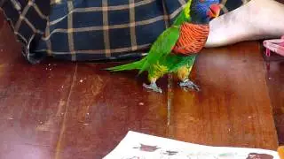 Green naped Lorikeet Playing