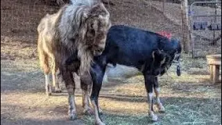 Goat breeding and meating season, Goat crossing season #goatfarming #breading #farming #trending
