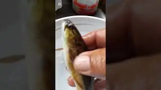 #mandir​ #mandubber​ #bagre​ #piaba​ #pescaria​ #bacu​ #fishing​ #pescador​