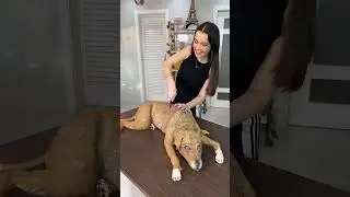 Dog fake cake